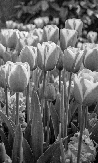 SANATIN  <span>ZERAFETİ</span>